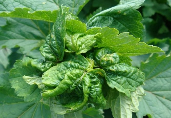 Кошти від попелиці на смородині