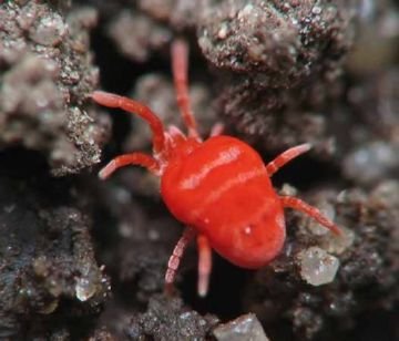 Краснотелковые кліщі   небезпечні переносники хвороб