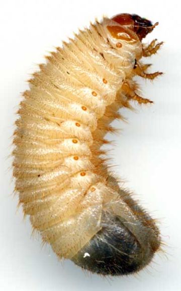 Бронзовка – диво природи чи ворог квітникарів