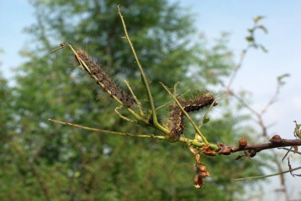 Вирощування сливи в саду: посадка, догляд та прийоми агротехніки для забезпечення високої врожайності