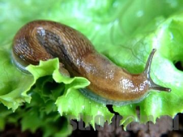 Найефективніші методи боротьби з шкідниками моркви: морквяної листоблошкой, слимаками, озимої совкой