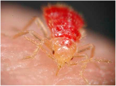 Постільні клопи – зовнішній вигляд і особливості життєдіяльності