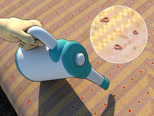 Як позбутися від постільних клопів: корисні поради — бери на замітку!