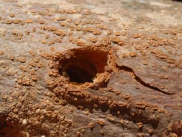 Уїдлива Древесница – життєвий цикл шкідника плодових культур та ефективні заходи боротьби