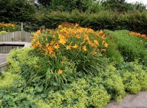 Якими бувають жовті багаторічники: види і сорти рослин, опис та фото з назвами