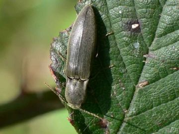 Жуки ковалики: небезпека в вашому городі