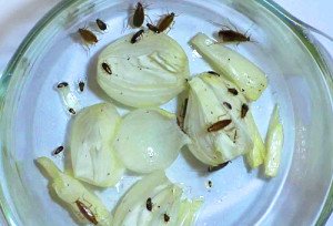 Методи боротьби з тарганами: ефективні способи