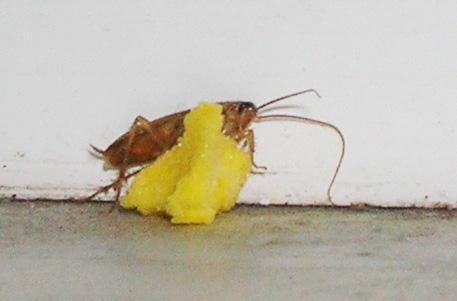 Рудий тарган – основні характеристики та методи боротьби