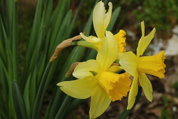 Якими бувають жовті багаторічники: види і сорти рослин, опис та фото з назвами