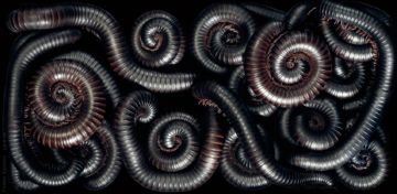 Кивсяк гігантський: чи треба боротися з многоножкой