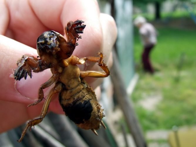 Як виглядає капустянка: опис, фото, відео