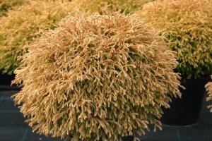 Огляд трьох сортів західної низькорослої і карликової туї Голден: Глоб, Таффет і Європа Голд