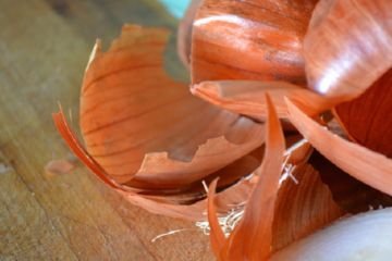 Клоп смугастик: італійська гроза садівників