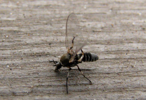 Мошки: фото, зображення, картинки