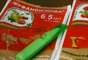 Стеклянница: опис, розмноження, заходи морьбы