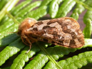 Шкідники рослин: совка гамма і інші представники совок