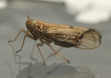 Такі різні дельфациды