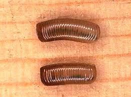 Тарган прусак: опис та фото