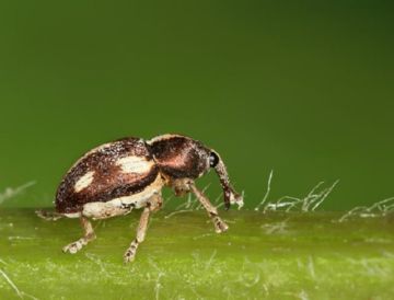Найцікавіші та поширені види довгоносиків: південний, листової, стеблової, пятиточковий та інші