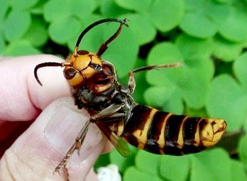 Увага   небезпека: найбільш отруйні комахи в світі