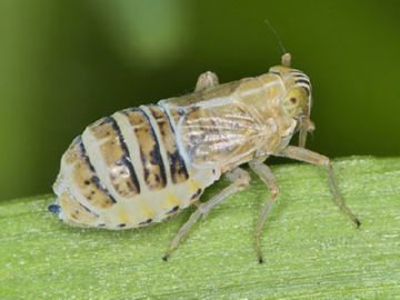 Такі різні дельфациды