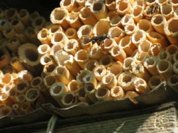 Пчелы осмии: особливості розмноження та розведення