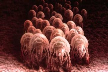 Пиловий кліщ – основні методи боротьби Пиловий кліщ – основні методи боротьби