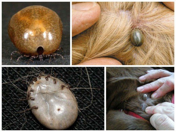 Шкірний кліщ псує обличчя, особливо жінок і вимагає серйозного лікування