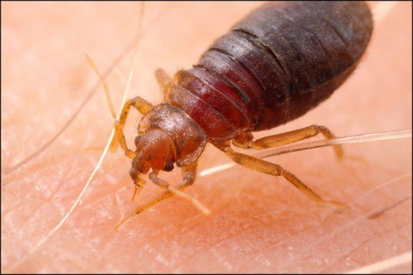 У разі виявлення постільних комах проводиться дезінфекція від клопів