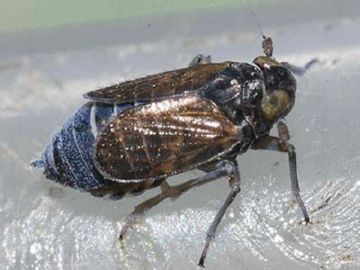 Такі різні дельфациды