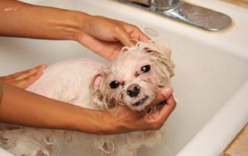 Хто такі собачі блохи і передаються вони людині