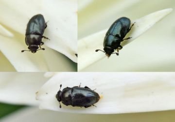 Ріпаковий квіткоїд: опис шкідника і заходи боротьби з ним