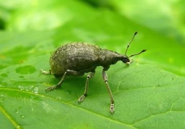 Найцікавіші та поширені види довгоносиків: південний, листової, стеблової, пятиточковий та інші