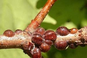 Хвороби та шкідники жимолості: ознаки і методи боротьби з ними