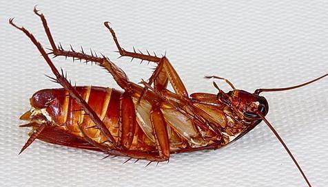 Дезінсекція від тарганів – найефективніший метод боротьби з шкідниками