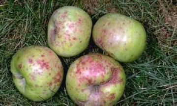 Шкідники саду: опис комах, ефективні препарати