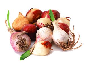 Вирощування тюльпанів: посадка і догляд у відкритому грунті, коли викопувати цибулини, розмноження, фото і відео