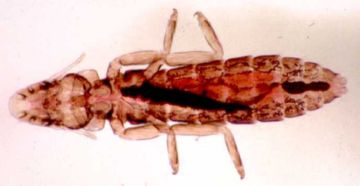 Пухоеды у хвилястих папуг: основні симптоми і лікування