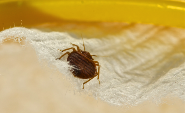 Як виглядають клопи !? Де живуть і чим харчуються !?