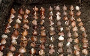 Вирощування тюльпанів: посадка і догляд у відкритому грунті, коли викопувати цибулини, розмноження, фото і відео