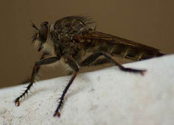 Види мух: опис, розмноження і спосіб життя