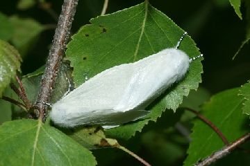 Волнянка – шкідливі гусениці і метелики в садах і лісах