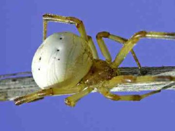 Каракурт: середовище, небезпека для людини і цікаві факти