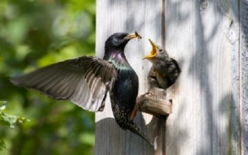 Боротьба з шкідниками саду: обробка та захист саду від шкідників