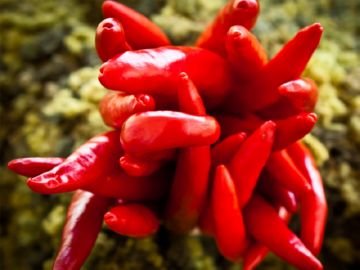 Як позбавиться від мокриць в квартирі або городі