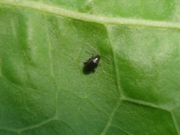 Якої шкоди завдають хрестоцвіті блішки і як з ними боротися