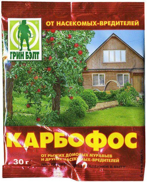 Платтяна воша – як розпізнати і позбутися