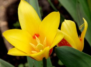 Вирощування тюльпанів: посадка і догляд у відкритому грунті, коли викопувати цибулини, розмноження, фото і відео