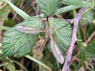 Шкідники капусти: опис, методи боротьби і способи захисту капусти