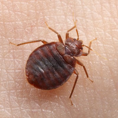 Народні засоби від клопів – гарантоване відлякування паразитів